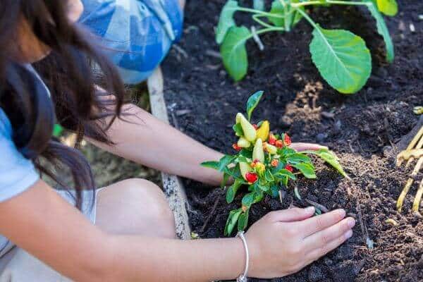 Cuidar de Plantas: Garantindo a Saúde do Seu Jardim